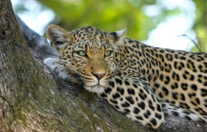 Discover the Essence of Sri Lanka