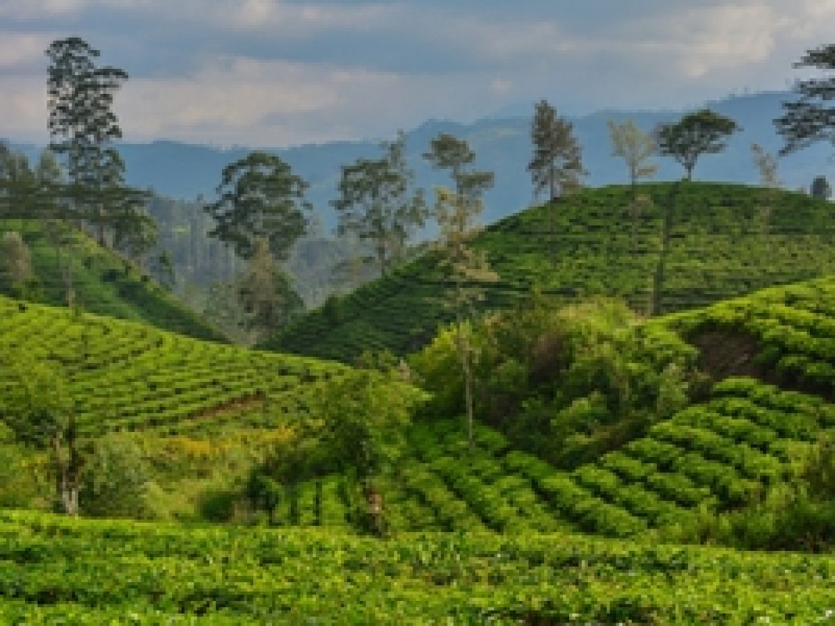 Nuwara Eliya