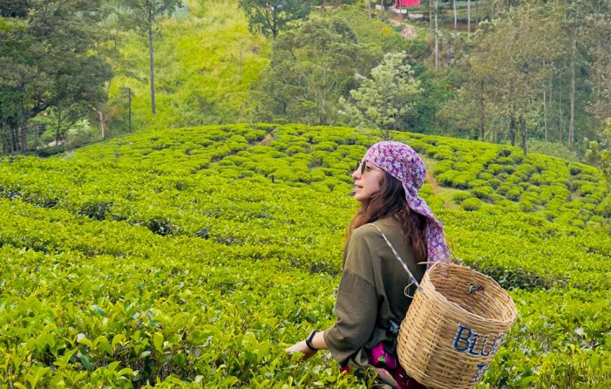 5 Days & 4 Nights Sri Lanka