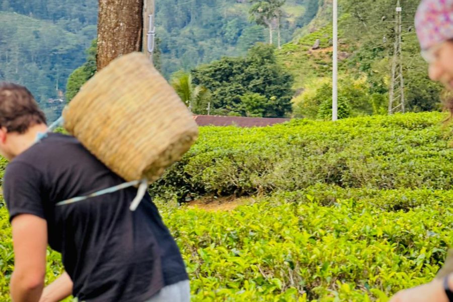Tea Plantation & Factory Experience – Kandy